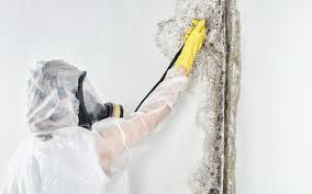 Best Biohazard Mold Removal  in Edneyville, NC